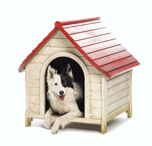 Info sur chien: Comment fabriquer une meilleure niche,