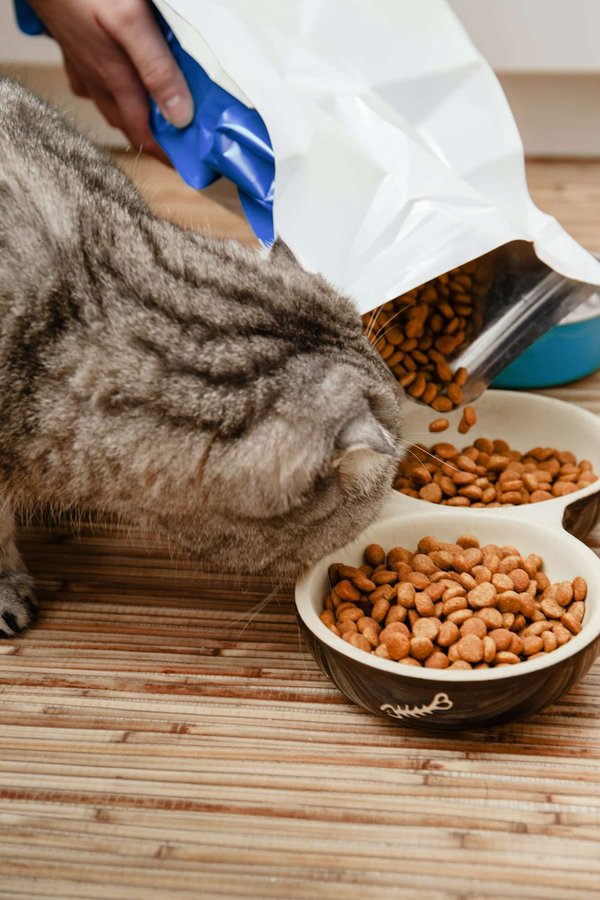 Croquettes bio chat : nutrition saine chez stan.bio